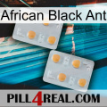 African Black Ant 25